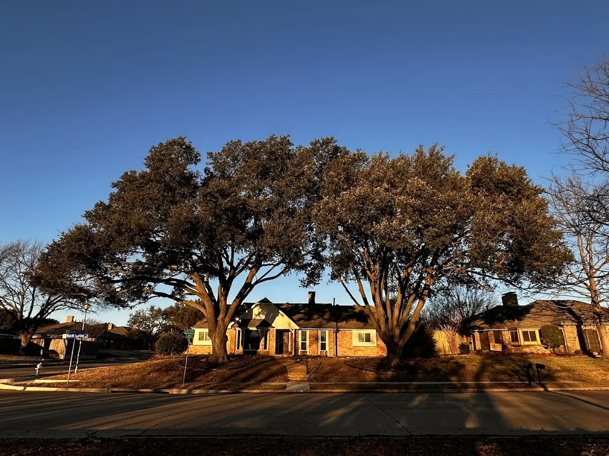 Established residential canopy tree shading a home in Eagle Bridge
